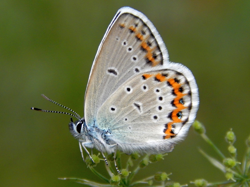 Parco del ticino : incontri del 23/8/14
